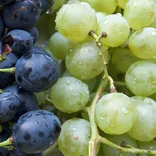 Grapes